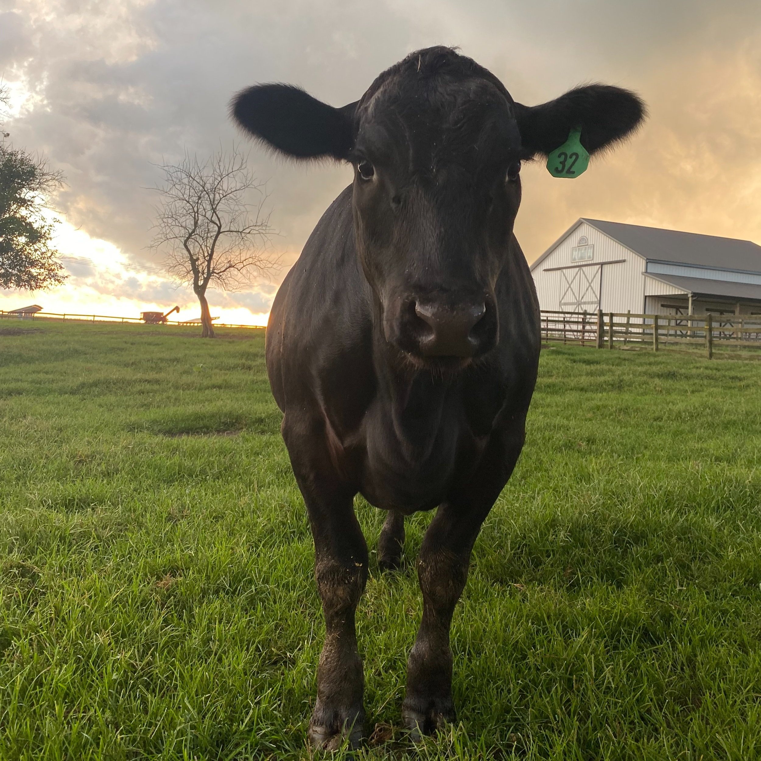 IMG_2336 Black cow with ear tag 32 standing in a green pasture, with a barn and trees in the background during sunset.
