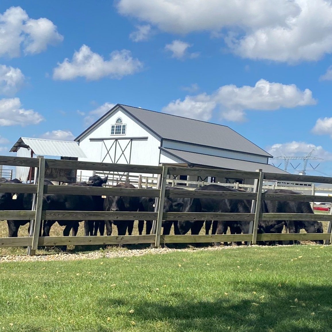 Herd of black cattle standing behind a wooden fence with a modern barn in the background under a blue sky with fluffy clouds.